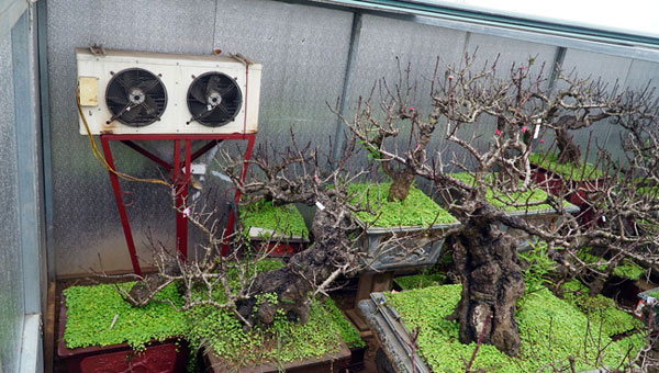 Rét căm căm, đào thất thốn tiến vua được vào phòng điều hòa